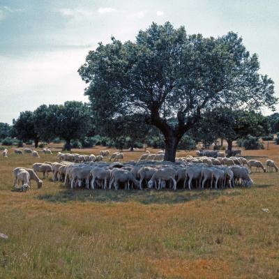 1 Lw 61 91072207 Schapen Op De Meseta. Omg. Salamanca 1991 Zw