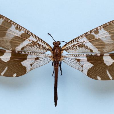 9 Vp 107 212060046 Antlion Family Myrmeleontidae Zw