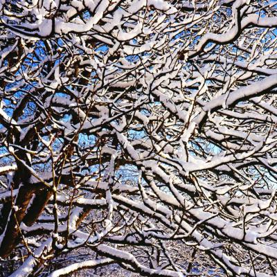 9 Vp 113 209122311 Besneeuwde Takken