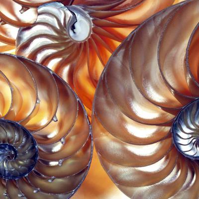 9 Vp 31 200015504 Nautilus Schelpen. Utrecht 2000