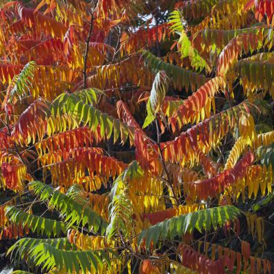 3 Pl 17 217100029 Staghorn Sumac Rhus Typhina Iv
