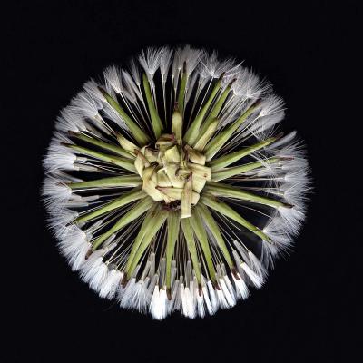 3 Pl 27 215050057 Dandelion Seed Head Underside Ii