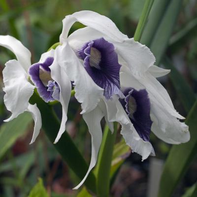 3 Pl 45 215050047 Laelia Purpurata Ii Zw